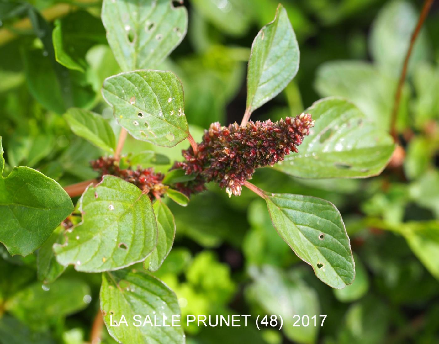 Amaranthus, Least plant